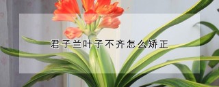 君子兰叶子不齐怎么矫正,第1图