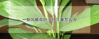 一帆风顺花叶子往下垂怎么办,第1图