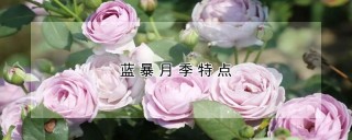 蓝暴月季特点,第1图