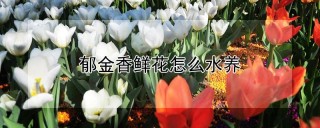 郁金香鲜花怎么水养,第1图