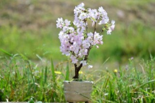 樱花怎么浇水，不同的季节植株对水分的需求也不同,第5图