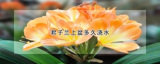 君子兰上盆多久浇水,第1图