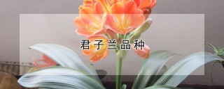 君子兰品种,第1图