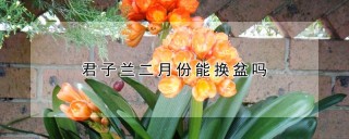 君子兰二月份能换盆吗,第1图