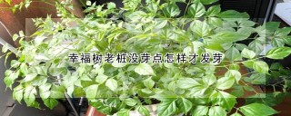 幸福树老桩没芽点怎样才发芽,第1图