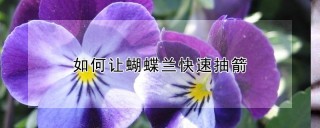 如何让蝴蝶兰快速抽箭,第1图