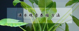 滴水观音养殖方法,第1图