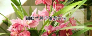 蝴蝶兰种子催芽方法,第1图