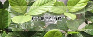 栀子花怎么剪枝,第1图