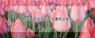 郁金香开完花后一定要挖出来吗,第1图