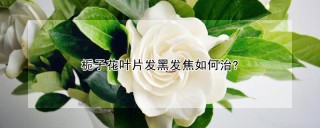 栀子花叶片发黑发焦如何治?,第1图