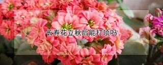 长寿花立秋后能打顶吗,第1图