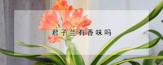 君子兰有香味吗,第1图