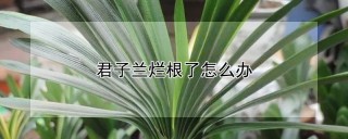 君子兰烂根了怎么办,第1图