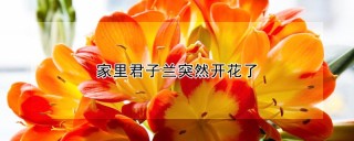 家里君子兰突然开花了,第1图