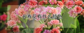 长寿花有什么颜色,第1图