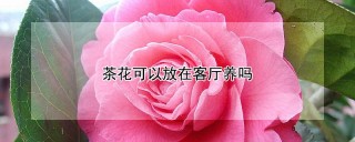 茶花可以放在客厅养吗,第1图