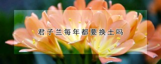 君子兰每年都要换土吗,第1图