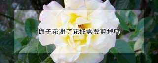 栀子花谢了花托需要剪掉吗,第1图