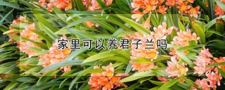 家里可以养君子兰吗,第1图