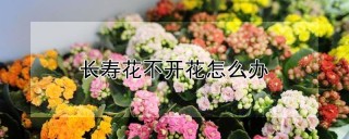 长寿花不开花怎么办,第1图