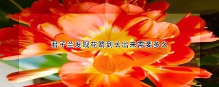 君子兰发现花箭到长出来需要多久,第1图