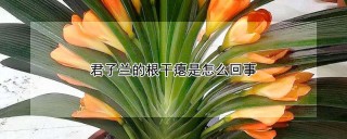 君子兰的根干瘪是怎么回事,第1图