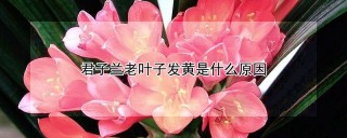 君子兰老叶子发黄是什么原因,第1图