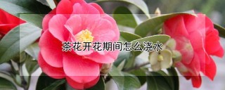 茶花开花期间怎么浇水,第1图