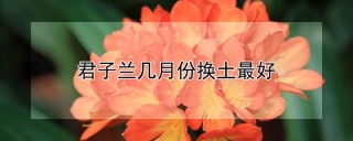 君子兰几月份换土最好,第1图