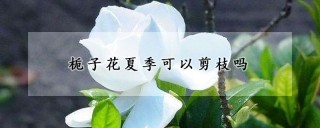 栀子花夏季可以剪枝吗,第1图