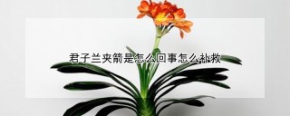 君子兰夹箭是怎么回事怎么补救,第1图