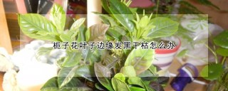 栀子花叶子边缘发黑干枯怎么办,第1图