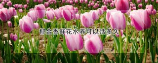 郁金香鲜花水养可以活多久,第1图