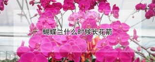 蝴蝶兰什么时候长花箭,第1图