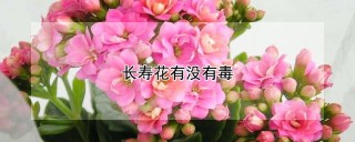 长寿花有没有毒,第1图