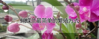 蝴蝶兰最简单的繁殖方式,第1图