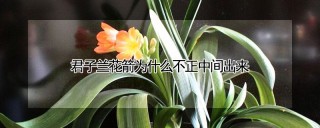 君子兰花箭为什么不正中间出来,第1图