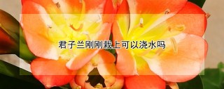 君子兰刚刚栽上可以浇水吗,第1图