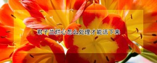 君子兰烂心怎么处理才能活下来,第1图