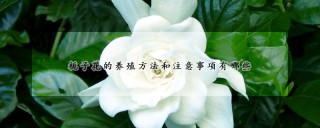 栀子花的养殖方法和注意事项有哪些,第1图