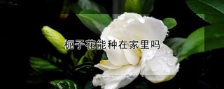 枙子花能种在家里吗,第1图