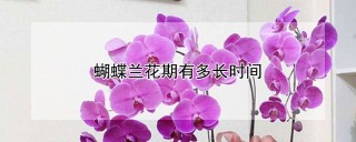 蝴蝶兰花期有多长时间,第1图