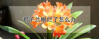 君子兰根烂了怎么办,第1图