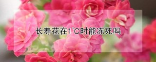 长寿花在1℃时能冻死吗,第1图