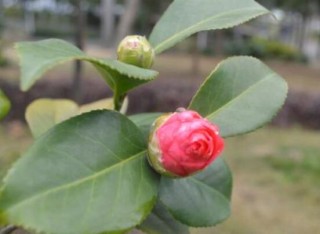 茶花的疏蕾技巧，剪花蕾二分之一为标准(花蕾如黄豆大小),第4图