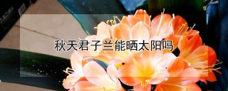 秋天君子兰能晒太阳吗,第1图