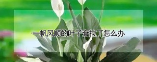 一帆风顺的叶子耷拉了怎么办,第1图