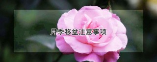 月季移盆注意事项,第1图