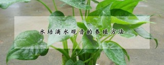 水培滴水观音的养殖方法,第1图